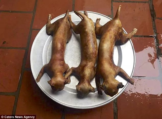 越南人视“猫肉”为美味佳肴，让肉更美味“必须把他们淹死”！