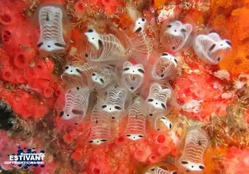 海洋生物熊猫骷髅海鞘连正式名称都不知道的可爱生物引发疯传