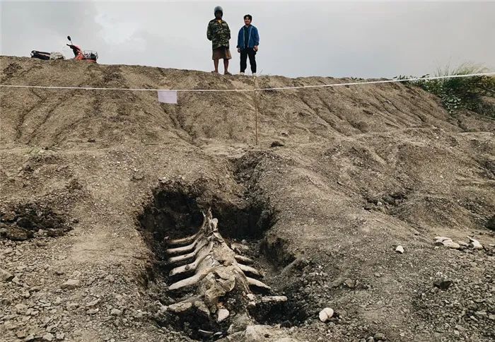 陆地发现“海巨人”，地底下6米挖出鲸鱼骨骸