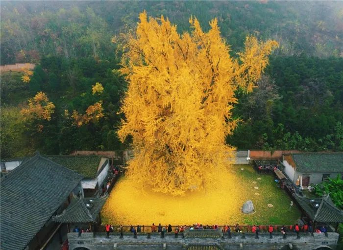 1400年银杏皇帝当年亲手种下满地落叶太美了，记住要预约啊！
