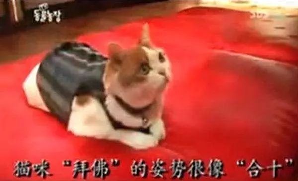 这只猫咪不吃荤不杀生，每天伏在佛像前拜佛，吃饭时流感恩泪水！