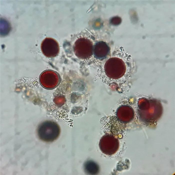 南极一夜变腥红大地，白雪下生物罕见苏醒，科学家忧气候暖化严重