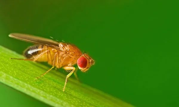 苍蝇玩虚拟现实游戏，科学家研究其导航能力