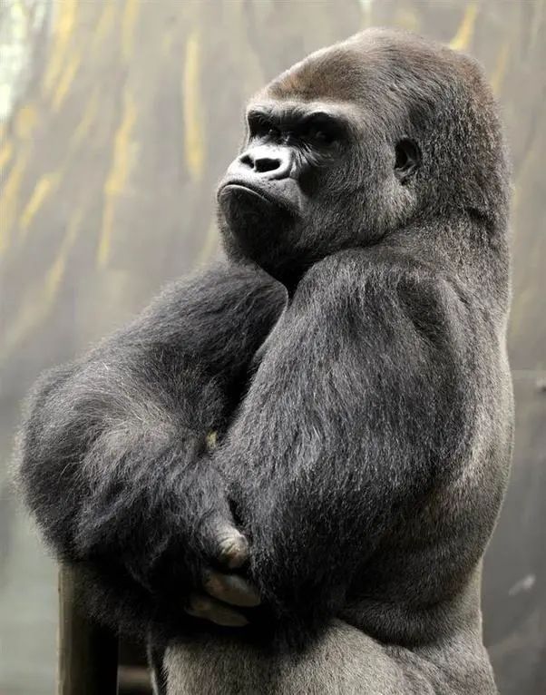 猩猩捶胸口表情包图片