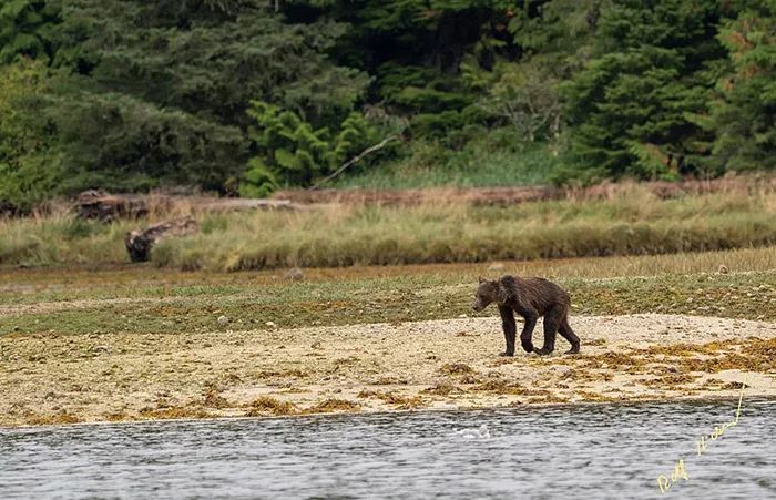 世界末日来了？皮包骨母熊“找不到鱼吃”可怜徘徊，一家3口“饥饿冬眠”网超心疼！
