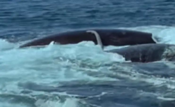 尼斯湖水怪其实是鲸鱼的小弟弟？一柱擎天180厘米说法被推翻