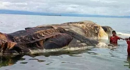 这是什么？ 神秘的巨大泥泞怪物被沖上岸！