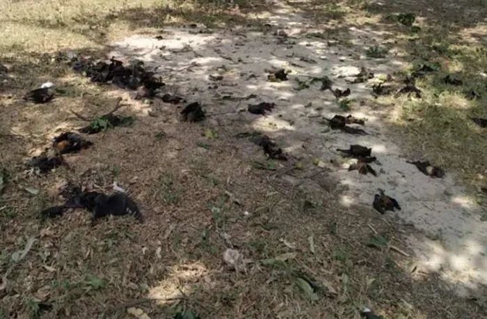 印度500只蝙蝠集体暴毙，专家找出“致命原因”人类也恐遭殃