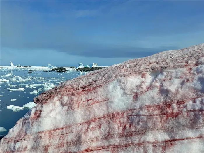 南极一夜变腥红大地，白雪下生物罕见苏醒，科学家忧气候暖化严重