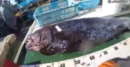 日本出现1.4米巨种怪鱼，成深海食物链王者！