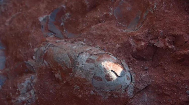 江西挖出30多颗椭圆石头，工人吓坏停工，差点毁掉1.3亿万年历史