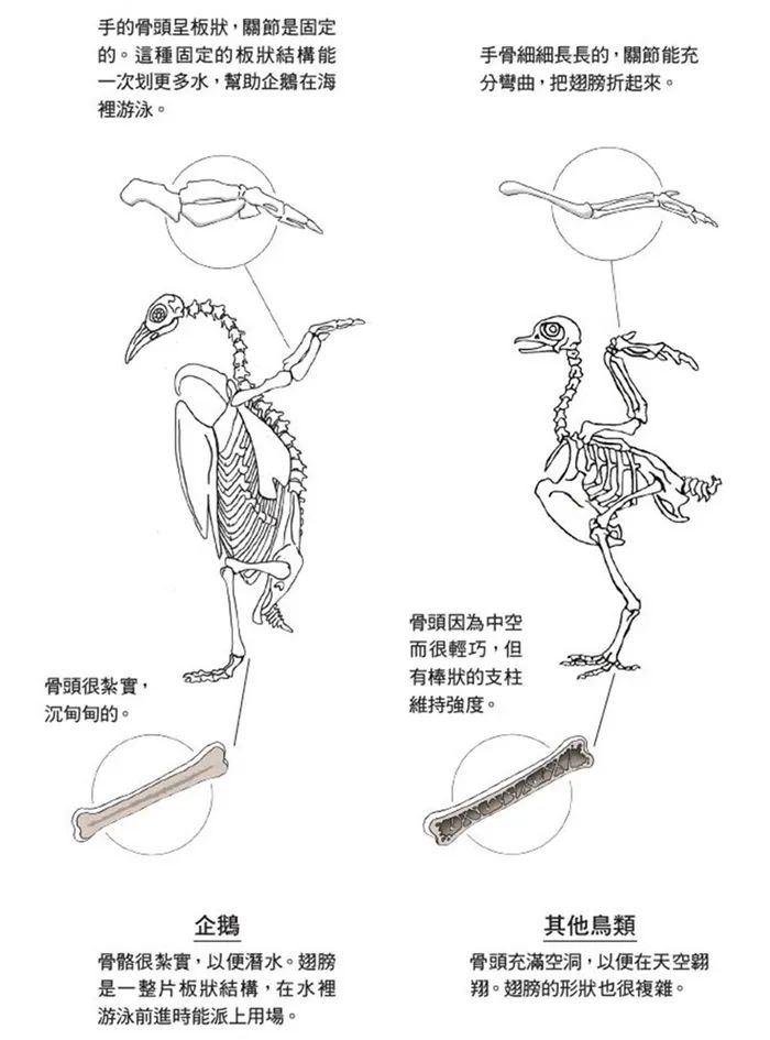 如果人类变企鹅会是什么样？别笑企鹅短腿，人家胸比你大！