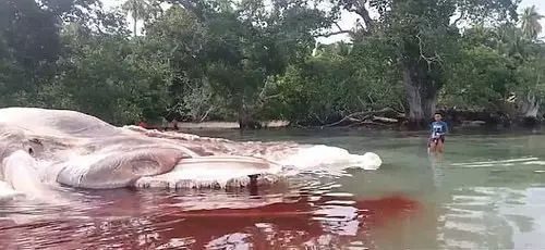 这是什么？ 神秘的巨大泥泞怪物被沖上岸！