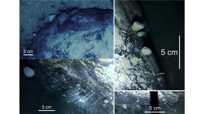 南极冰架900米深处，惊现海绵状神秘物种
