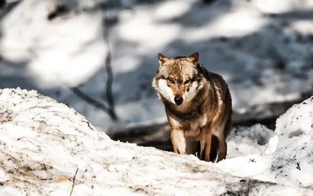 狼人传说演变的10个阶段
