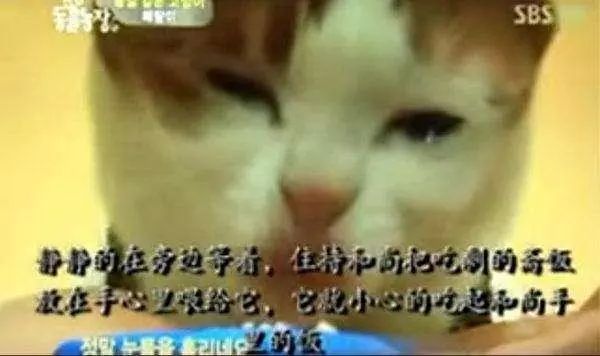 这只猫咪不吃荤不杀生，每天伏在佛像前拜佛，吃饭时流感恩泪水！