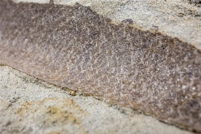 世界第一具完整霸王龙骨骼，清晰牙齿痕显现6700万年前“决斗下场”