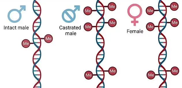 “割蛋蛋”的男性较长寿？新西兰研究指出：寿命多60%