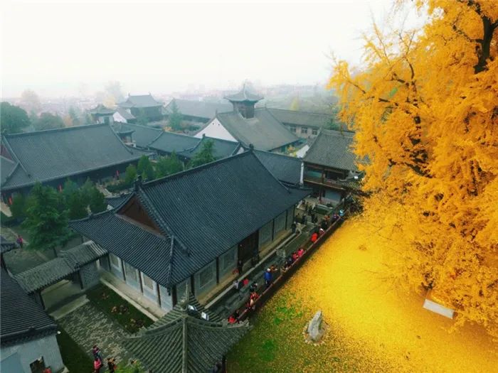 1400年银杏皇帝当年亲手种下满地落叶太美了，记住要预约啊！