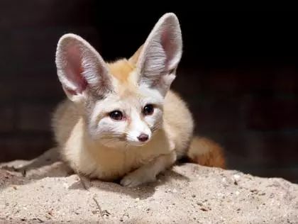 七种最奇特美丽的狐狸物种