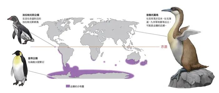 如果人类变企鹅会是什么样？别笑企鹅短腿，人家胸比你大！