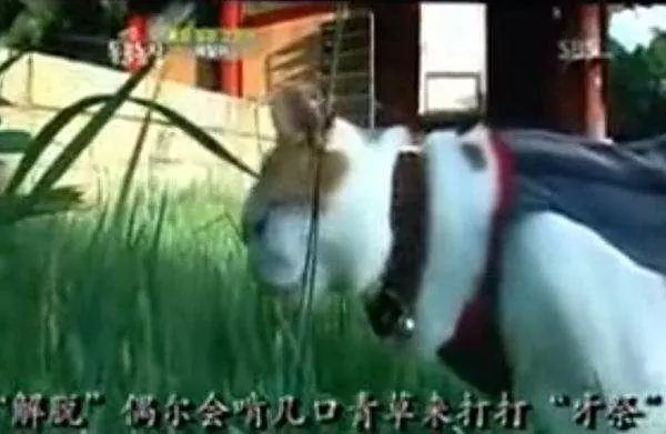 这只猫咪不吃荤不杀生，每天伏在佛像前拜佛，吃饭时流感恩泪水！