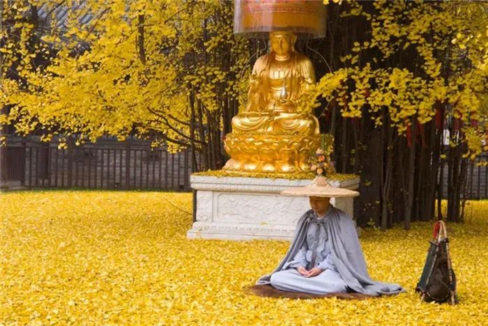 1400年银杏皇帝当年亲手种下满地落叶太美了，记住要预约啊！