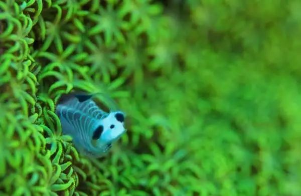 海洋生物熊猫骷髅海鞘连正式名称都不知道的可爱生物引发疯传