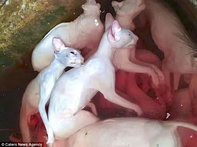 越南人视“猫肉”为美味佳肴，让肉更美味“必须把他们淹死”！