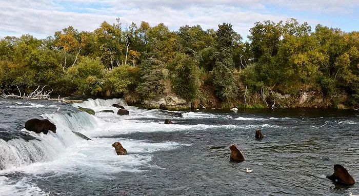 世界末日来了?皮包骨母熊“找不到鱼吃”可怜徘徊,一家3口“饥饿冬眠”网超心疼!