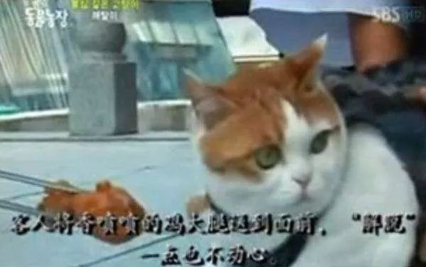 这只猫咪不吃荤不杀生，每天伏在佛像前拜佛，吃饭时流感恩泪水！