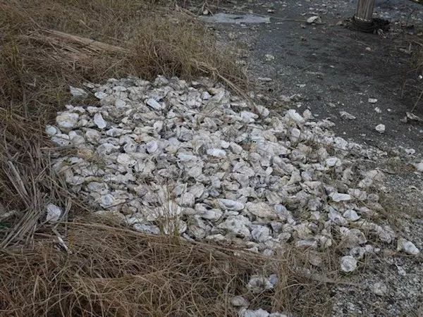 中国人盗采日本牡蛎留下100吨垃圾！日本人不解：那些牡蛎有毒