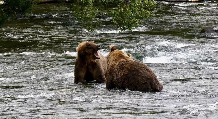 世界末日来了？皮包骨母熊“找不到鱼吃”可怜徘徊，一家3口“饥饿冬眠”网超心疼！