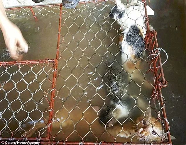 越南人视“猫肉”为美味佳肴，让肉更美味“必须把他们淹死”！