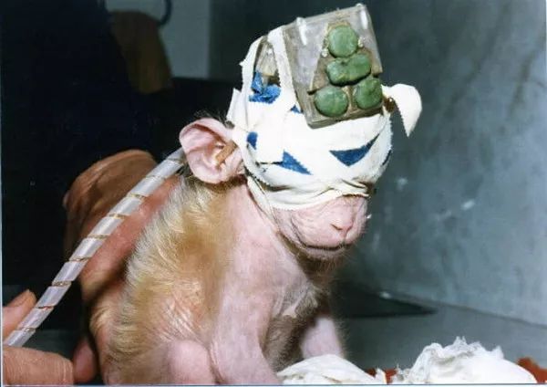 史上4种最残酷动物实验：兔眼注射保养品，莱卡狗太空中休克死