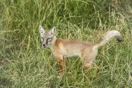 七种最奇特美丽的狐狸物种