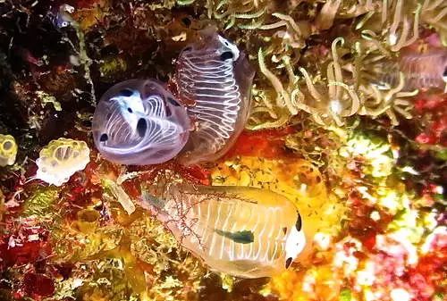 海洋生物熊猫骷髅海鞘连正式名称都不知道的可爱生物引发疯传