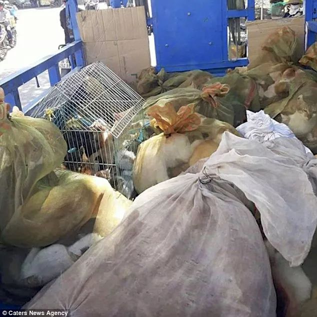 越南人视“猫肉”为美味佳肴，让肉更美味“必须把他们淹死”！