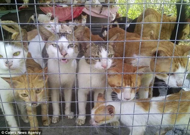 越南人视“猫肉”为美味佳肴，让肉更美味“必须把他们淹死”！