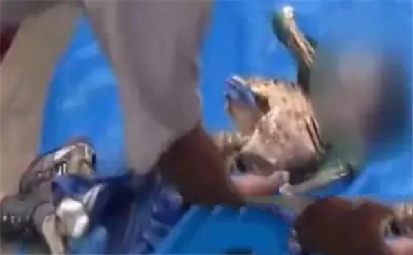 秘鲁11岁少年遭食人鱼攻击尸体成骷髅