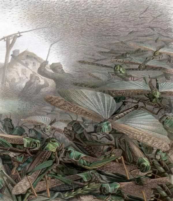 古代常见蝗灾，但现在中国为什么没有蝗灾了？蝗虫都被吃货撸了？