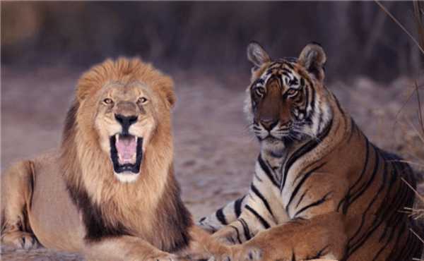 汉武帝看不起胡人进贡的动物，让人拿去喂虎，不料老虎却伏地不起