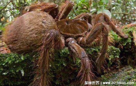 世界上体型最大的青蛙,非洲巨蛙