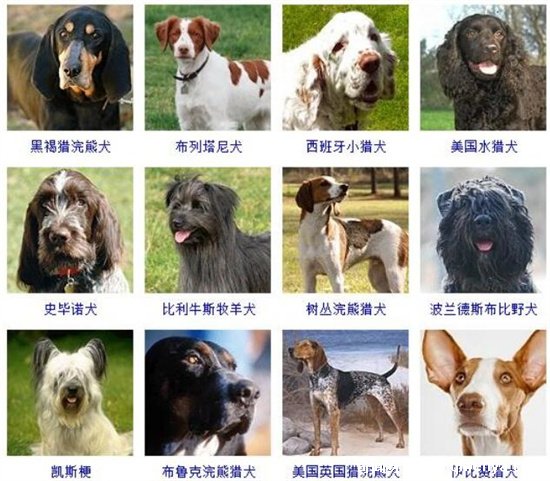 178种狗狗种类图片名字图片