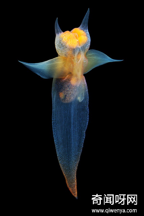 深海1万米巨型生物之谜,大多都吃垃圾(附20张深海奇特生物)