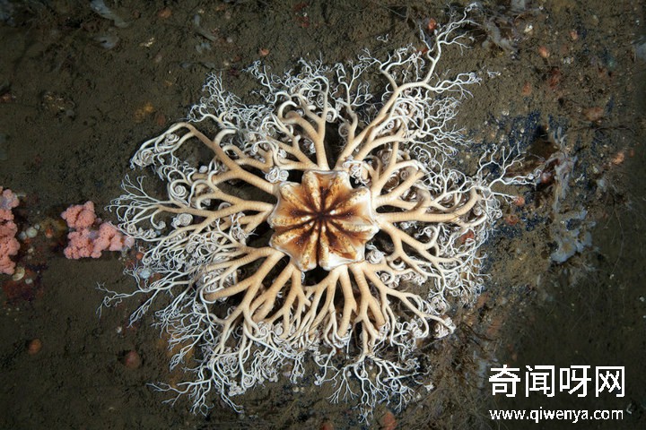 深海1万米巨型生物之谜,大多都吃垃圾(附20张深海奇特生物)