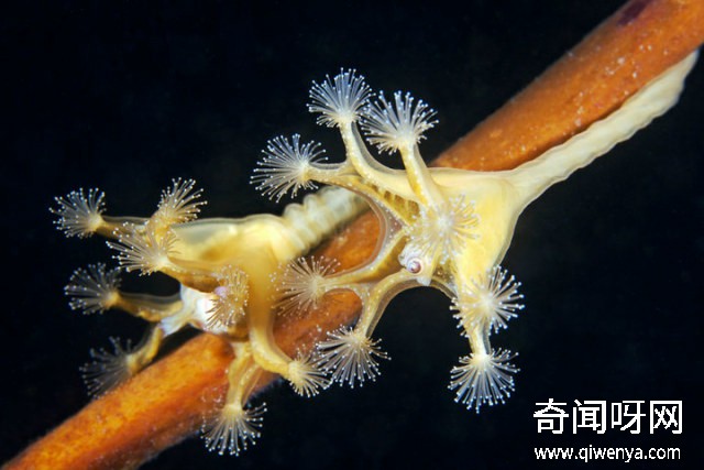 深海1万米巨型生物之谜,大多都吃垃圾(附20张深海奇特生物)