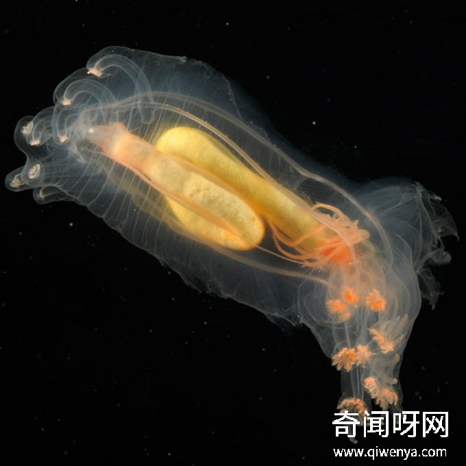 深海1万米巨型生物之谜,大多都吃垃圾(附20张深海奇特生物)