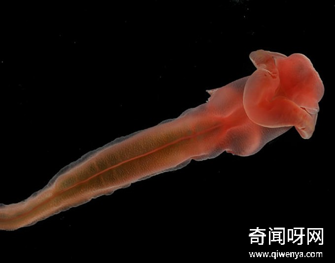 深海1万米巨型生物之谜,大多都吃垃圾(附20张深海奇特生物)