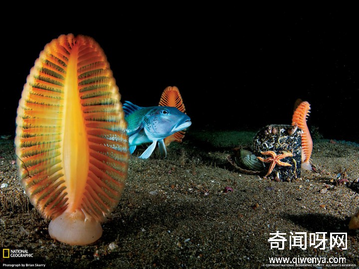 深海1万米巨型生物之谜,大多都吃垃圾(附20张深海奇特生物)